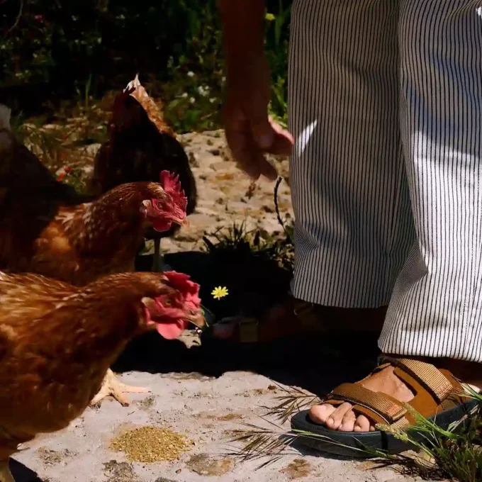 Arpoador Suede Veja X Homecore Cognac Tent Black